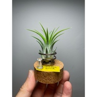 Airplant Tillandsia ionantha Druid