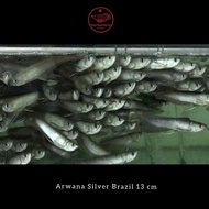 TERBARU/ Arwana Silver Brazil 13cm / arowana silver Brazil 13cm