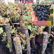 🍇 ต้นองุ่น องุ่นไร้เมล็ด ตอองุ่น ต้นองุ่น พันธุ์ พร้อมปลูก grapes plants