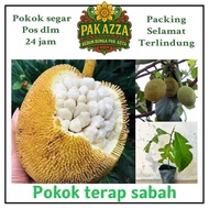 AZZA Pokok terap Sabah tarap Cepat Berbuah mudah dijaga buah putih Hybrid Kebun Buah Segar Manis Har