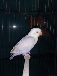 Lovebird PF vio betina