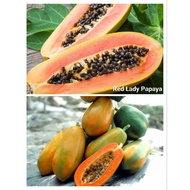 KKB Pokok Betik Red Lady, Papaya Red Lady