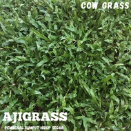 ajigrass rumput hidup rumput lembu cow grass