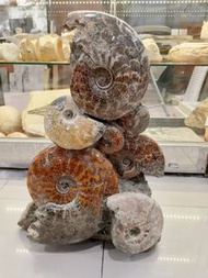 菊石群化石 斑彩石 一億年前古生物 Ammonite fossil