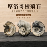 Moroccan Ammonite Natural Ancient Biological Fossil Ammonite Fossil Science Teaching Specimen Collec