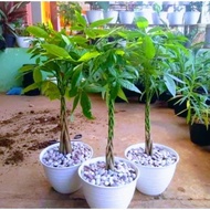 Bibit Pohon Bonsai Pohon Uang / Pohon Pachira Unggulan