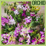 [Local Seller] Dendrobium Orchid Houseplant in a Pot Random Colours Flowering Plant | The Garden Boutique - Live Plant
