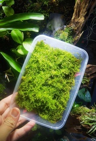 🔥Terrarium Moss🔥Delicated Fern Moss - Terrarium / Paludarium / Vivarium / Garden  / Moss for Home Dé