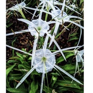 Pokok Wangian Vanilla @  Bunga Spider Lily @ Bakung Putih Wangi 🌱 Herba Berkhasiat merawat seliuh da