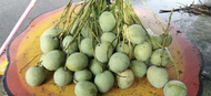 Mangga muda / mangga epal muda / mangga epal isi kuning - Buah