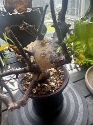 塊根植物 正白皮橄欖
