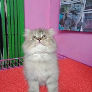 kucing kitten persia