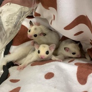 SUGAR GLIDER PLATINUM MOZAIK JOEY