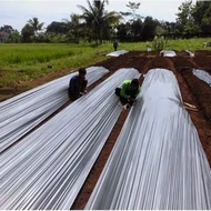 plastik mulsa hitam perak lebar 3 meter