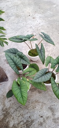 Terbaru Alocasia Bisma