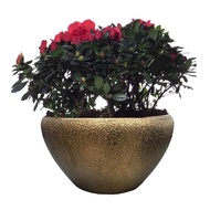 Azalea in ceramic pot （花开富贵，福满门）