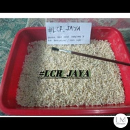 KROTO BERSIH TANPA SEMUT 1 ONS