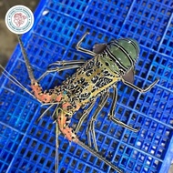 Lobster Laut Hidup 1Kg (Isi 5-6 Ekor) Medium Lobster Terbaru Promo
