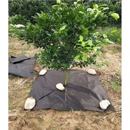 10 Tấm bạt phủ đất chống cỏ mỏng thấm nước 1M2 X 1M2 Màng kiểm soát cỏ vườn màng phủ đất chống cỏ B