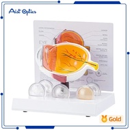 Cornea Eyeball Model Human Eye Model Human Eye Demonstration Teaching Prop Cataract Anatomy Medical 