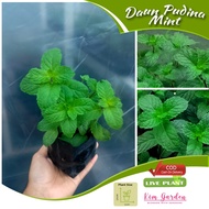 🔥(Live Plant)Anak Pokok Pudina Mint Polybeg/Daun Herba Tahan Lasak 🔥
