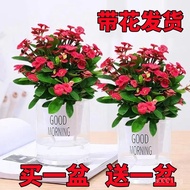 [1Ten Thousand People Praise]Hutongmei Iron Begonia Potted Plant Four Seasons Blooming Succulent Pla