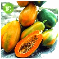 1 Biji/Seeds RED LADY 786 Biji Benih Betik F1 Hybrid Papaya Seeds Known You Seed Taiwan Ready Stock.