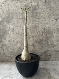 索科特拉沙漠玫瑰 多肉植物 塊根 盆栽 仙人掌