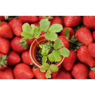 MKT - Japanese Sweet Charlie Strawberry Sapling / Lowland Strawberry / Anak Pokok Strawberi Tanah Re