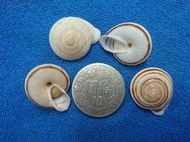 【鑫寶貝】貝殼DIY  班卡拉蝸牛 貝殼收藏 DIY貼圖   4顆特價20元