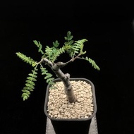 SG3369-尼哥乳香優選株/枝繁葉茂🔥多肉植物小盆栽禮物🔥