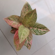 Tanaman hias aglaonema / aglonema golden hope