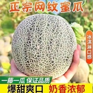Ready Stock Quick Shipping Reticulated Cantaloupe Seeds North Southern Four Seasons Sowing Fruits Ca