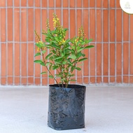 Treeno.9 T359 พวงทอง หรือ สายน้ำมิ้น ถุง  8 นิ้ว สูง 40-50 cm (Galphimia) ไม้ประดับ ดอกไม้กินได้ ต้นไม้มงคล ดอกสีเหลืองสวยงาม