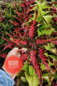 Miana Id Red Rub Miana Super Premium Tanaman hias /coleus/iler/jawe ko