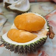 ANAK POKOK DURIAN DURI HITAM D200/POKOK HYBRID BERBUAH RENDAH