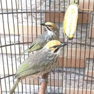 Burung cucak rowo remaja sepasang