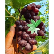bibit anggur import early adora varian anggur baru