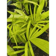 Golden Becha Palm |For garden decorations