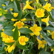 Minyak wangi Perancis anak benih bunga pasu balkoni memanjat pokok berbunga minyak wangi melati anak benih saka tumbuhan