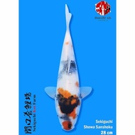 Kindai Showa 28Cm Sekiguchi Koi Farm Ikan Koi Import Jepang