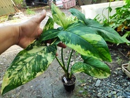 เงินไหลมาด่างเหลือง Syngonium Aurea Variegated   กระถาง 3 นิ้ว