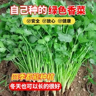 Vegetable Seeds Coriander Seeds Farm Traditional Small Leaf Coriander Seeds Balcony Four Seasons Veg