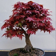 10 เมล็ด Maple (เมเปิล) ต้นใบสี สัญลักษณ์แห่งการบอกรัก Bonsai Seeds สายพันธุ์ Red Maple Bonsai