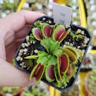 Dionaea Muscipula "UK Sawtooth II" Venus Flytrap Carnivorous Plant