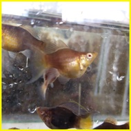 ℗ ☋ ♟ Aquatic Stem plant Red Rubin for PKBM and Lemonade Ninja balloon molly