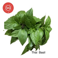 Fresh Thai Basil