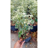 Variegated Papua Live plants