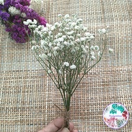 Dried Flowers Mini Bouquet Flower Gypsy Statis Sui Caspia