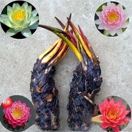 Plants that are truly alive 活着的植物Jinhe Everblooming Water Lily Hydroponic Plant Water Lily Roots Lot